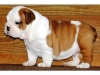 British-and-French-bulldog-puppies-available-